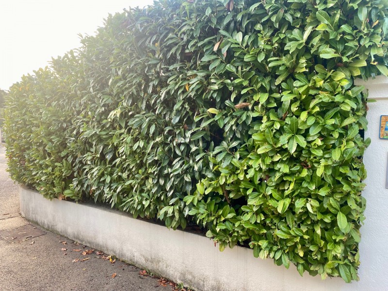 Pose d'une cloture avec bande de bruyère à Villeneuve Loubet