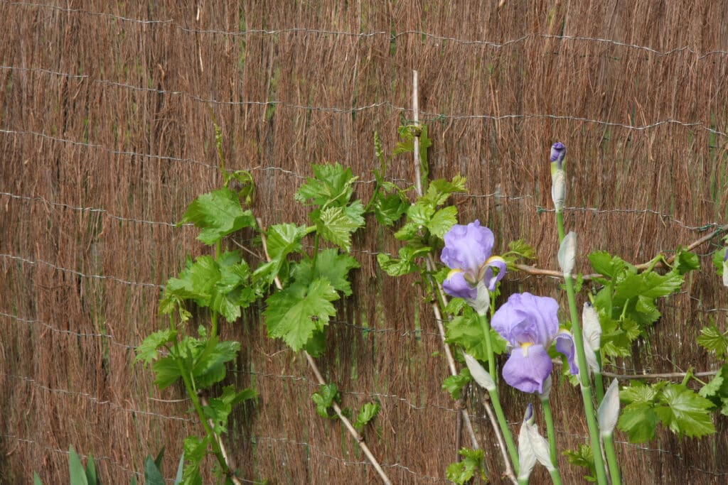 Iris violets et jeunes vignes sur clôture en brande Clôture en brande avec des vignes aux feuilles vertes vives et des iris violets épanouis. Ambiance printanière et naturelle.