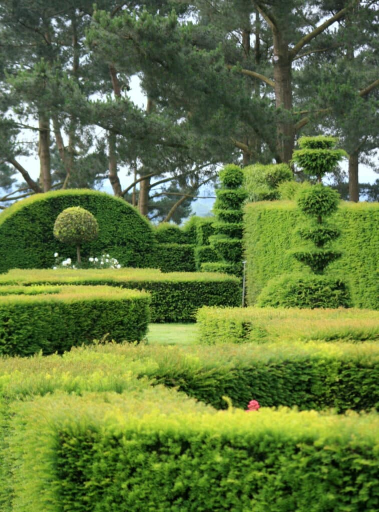arbres taillés