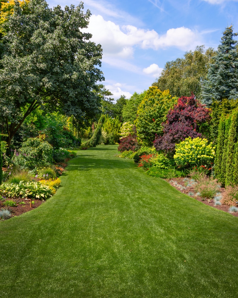 Jardin Paysager Magnifique : Allée de Pelouse Verte et Arbres Allée de pelouse verte impeccable bordée d'arbres et arbustes aux couleurs variées sous un ciel bleu ensoleillé.